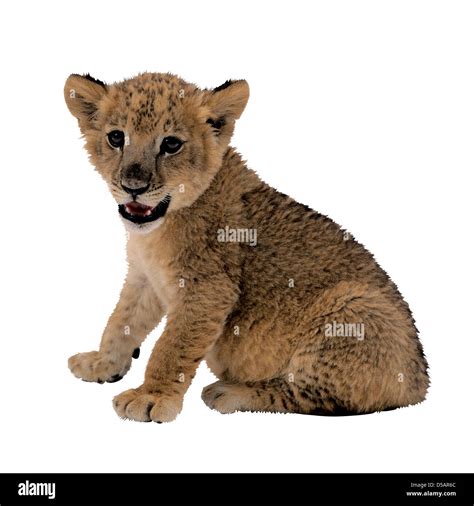Young Lion Fur Cut Out Stock Images And Pictures Alamy