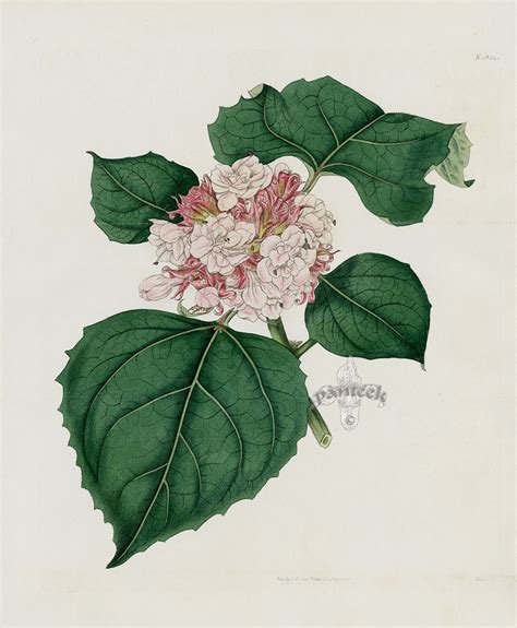 Clerodendrum Fragrans Fragrant Clerodendrum From William Curtis Antique