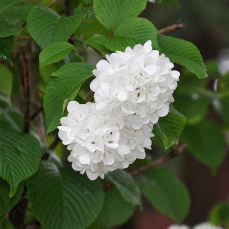We did not find results for: 20pcs Garden White Hydrangea Seeds Deer Resistant Easy to ...