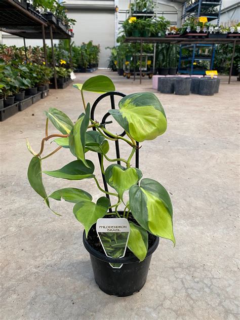 You can easily find brasil philodendron in these regions. Philodendron Brazil - Westlake Nursery