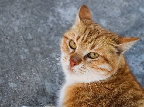Understand The 10 Most Common Cat Diseases Katzenworld
