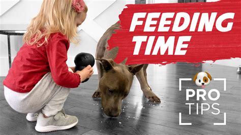 Feeding Time 10 Fun Ways To Feed Your Dog For Improving Behavior