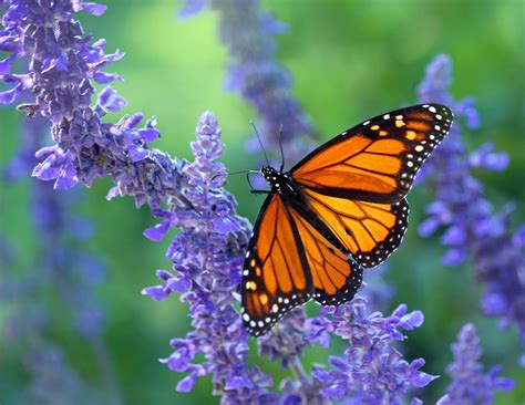 Monarch Butterfly Perched On Purple Flower In Close Up Photography