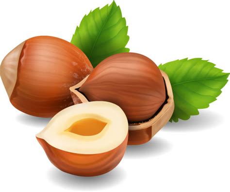 Best Hazelnut Illustrations Royalty Free Vector Graphics And Clip Art