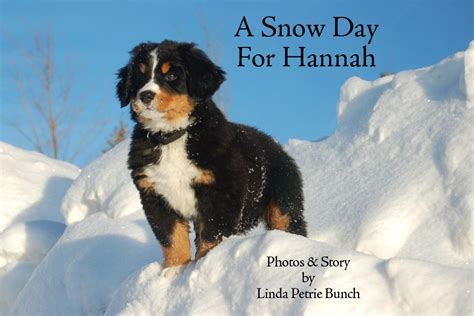 Hannah The Mountain Dog A Snow Day For Hannah Childrens Book By