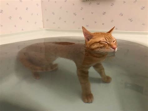 Cat In A Bathtub Cat Water Cute Kittens Silly Cats Crazy Cats Cats
