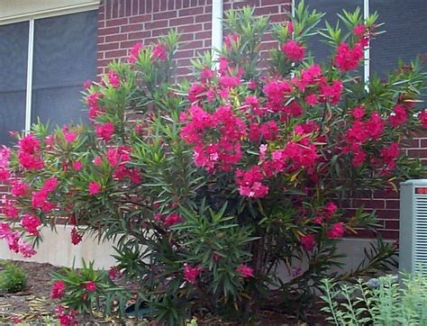 Learn more about it at howstuffworks. Shrub Plants for Austin: Photos of Shrubs for the Austin Area