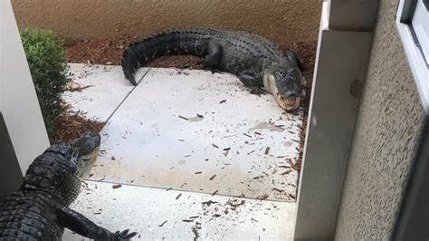 Florida Alligators Gators Pound Front Door Of Fort Myers Home