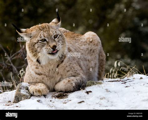 Siberian Eurasian Lynx In Winter Stock Photo Alamy