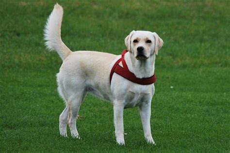 Labrador Retriever Breed Guide Info Pictures Care And More Pet Keen