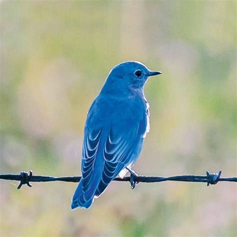 Saving Canadas Mountain Bluebird Our Canada Magazine