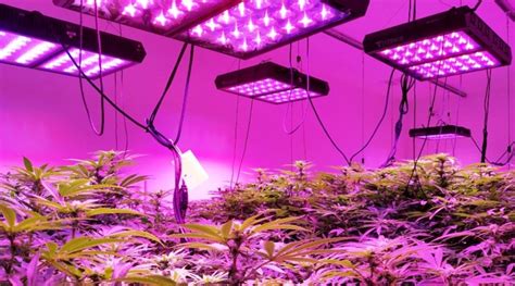 There are many other grow lights in the market which have good customer satisfaction rate. 7 Types of Lighting Systems Suitable for Growing Marijuana