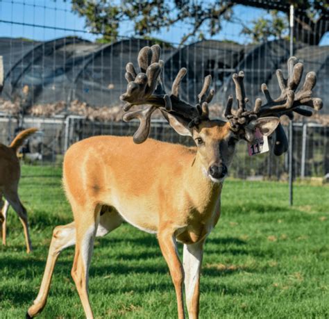 M3 Whitetails These Mcyearling Bucks Deer Breeder In Texas