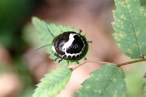 광대노린재약충 Poecilocoris Lewisi Clown Stink Bug Nymph Image Only