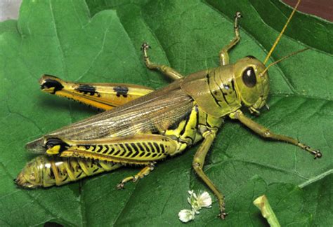 Special chemicals in the insect's saliva and stomach break grasshoppers in captivity eat almost any type of vegetation, including lettuce, vegetables, grass and leaves. How long do grasshoppers live