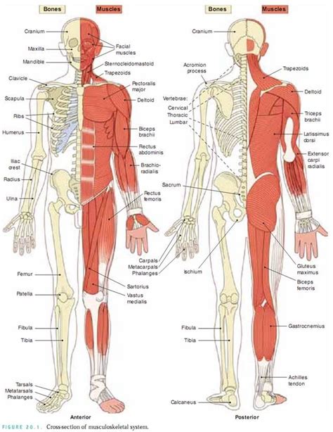 The Muscular Skeletal System Is The Combination Of The Muscular And