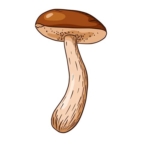 Edible Mushroom Illustration 3206957 Vector Art At Vecteezy