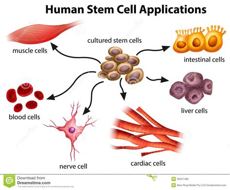 A manual of basic technique and specialized applications, seventh edition provides the most accessible and comprehensive introduction available to the culture and experimental manipulation of animal cells. Usos Humanos De La Célula Madre Ilustración del Vector ...