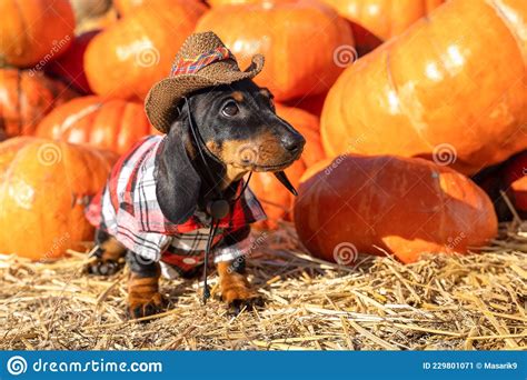 Funny Dachshund Puppy Dressed In A Village Check Shirt And A Cowboy