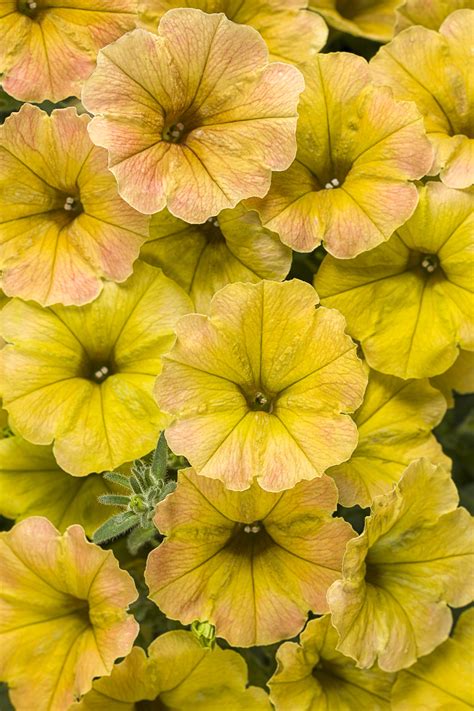 Shop new annuals from proven winners sold and grown by garden crossings. Proven Winners - Parks Wholesale Plants