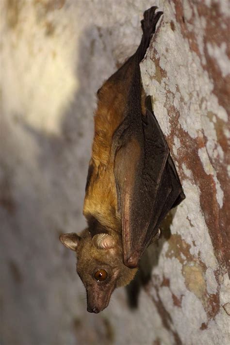 Egyptian Fruit Bat Image Eurekalert Science News Releases