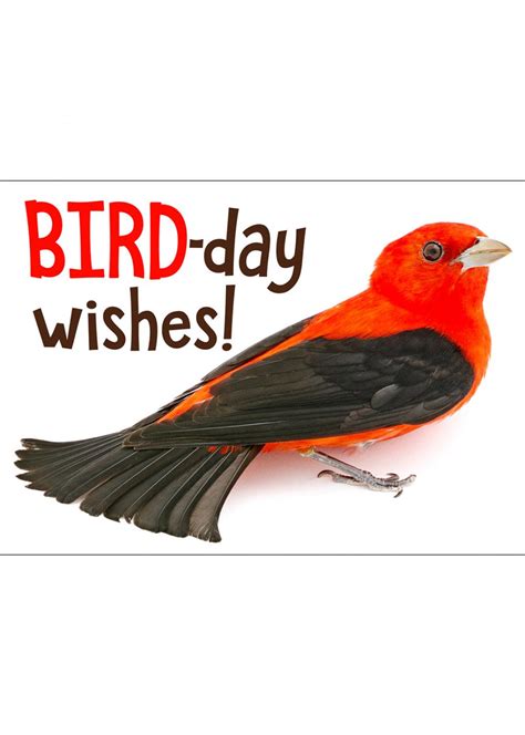 Scarlet Tanager Birthday Card Curious Critters
