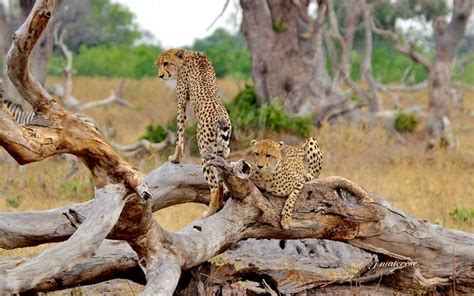 Exotic Wildlife Photo Contest Winners Blog