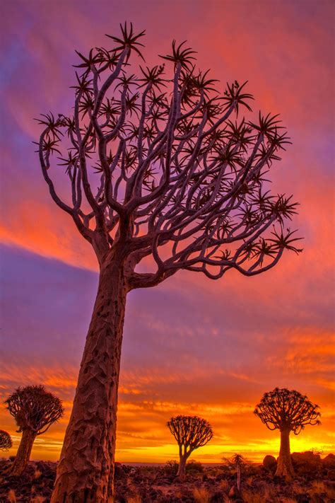 Quiver Tree Forest At Sunset Jim Zuckerman Photography And Photo Tours