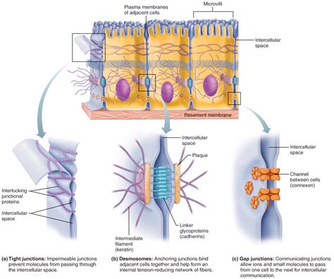 I Epithelial Tissue Gap Junction Cell Junction Tight Junction