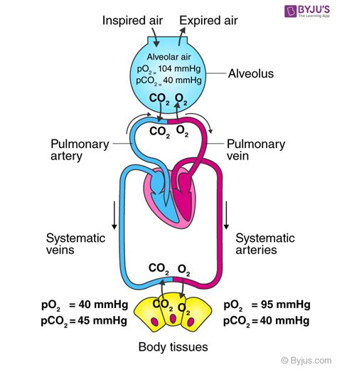 The Partial Pressure Of Oxygen In The Alveoli Of The Lungs Is Get The