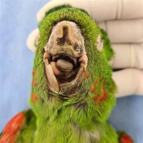 Parrot With No Beak Gets Second Chance At Life After Rescuers Craft New