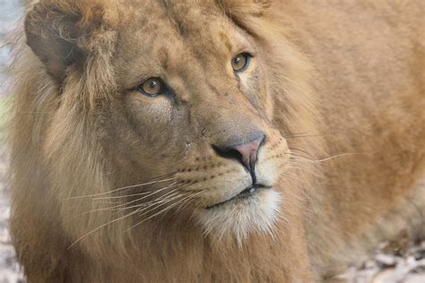 Lion Burgers Zoo Jecstiller Flickr