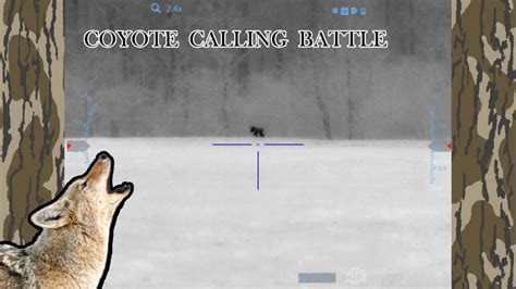 Coyote Calling Battle Mating Season Calling Youtube