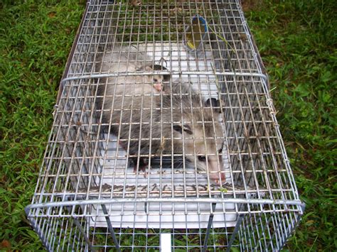 Wildlife Trapping Gallery