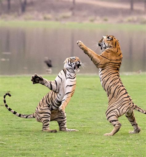 Psbattle Two Tigers Fighting Rphotoshopbattles