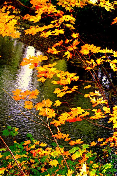 Creekside Colors Photograph By Lynn Bawden Fine Art America