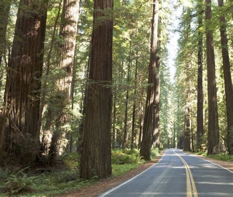 The Best Uncrowded Bay Area Redwood Groves Via