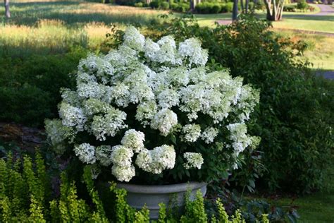 Look for these when you shop Dwarf Hydrangeas for Containers | HGTV