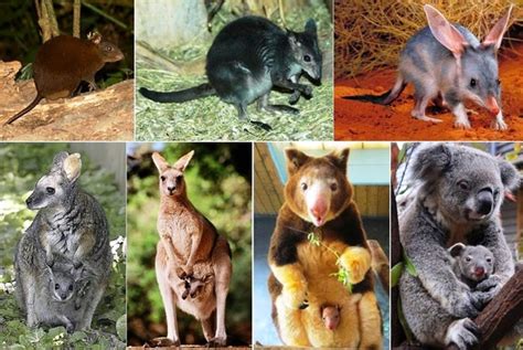Marsupiais Curiosidades Dos Animais Exemplos Resumo