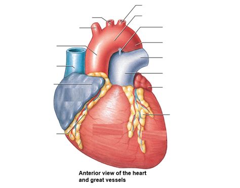 General structure of the blood vessels. Anterior view of the heart and great vessels