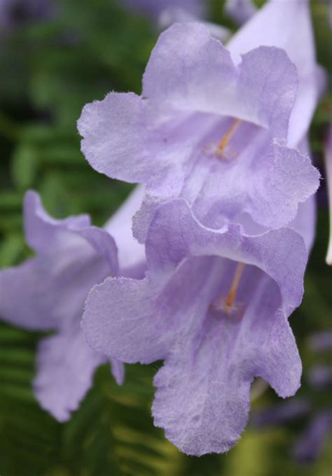The fast growing royal empress, colorful purple crape myrtle and the ginkgo (with its impressive lineage as one of the oldest trees on the planet), are among the most popular trees with nature hills nursery's tennessee guests. jacaranda | Purple flowering tree, Flowering trees, Purple ...