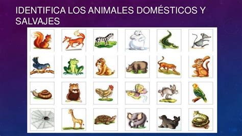 Animales Salvaje Y Domesticos