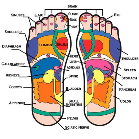 Learn the reflex areas with colours and grafics. Susan's Blog: Feet Haven Reflexology