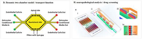 Schematic Diagrams Of The Blood Brain Barrier Mimicking Microfluidic
