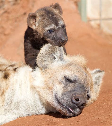 Baby Hyena And Mom Hyena Animals Beautiful Cute Animals