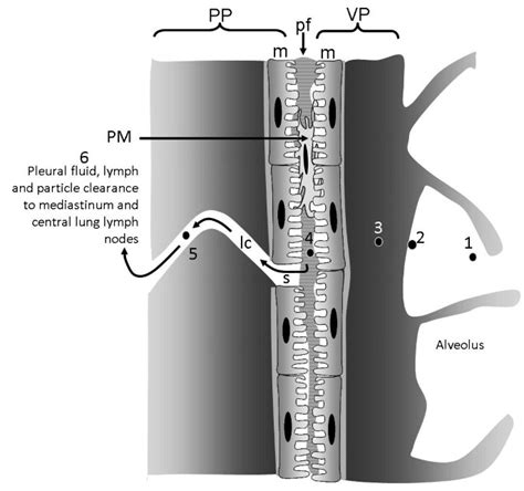 Visceral Pleura Function