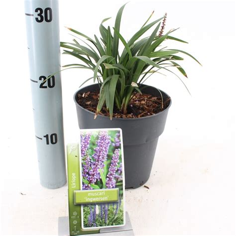 Liriope Muscari Ingwersen — Plant Wholesale Floraccess