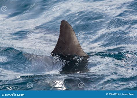 Shark Fin Above Water Stock Image Image Of Prey Wild 26863095