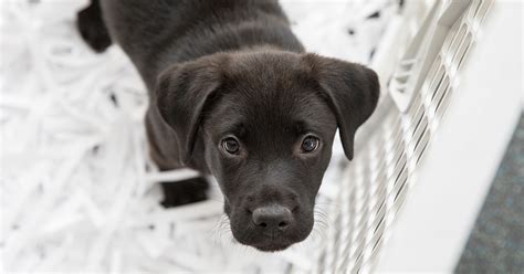 Petland carriage place is a local pet store that has been operating for over 40 years in columbus, ohio. No Pet Store Puppies Day Is Tuesday, July 21 | ASPCA