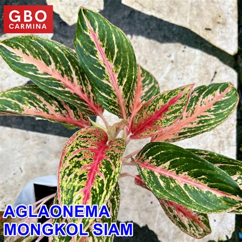 Aglaonema Mongkol Siam Live Plant Aglao No Pot Shopee Philippines